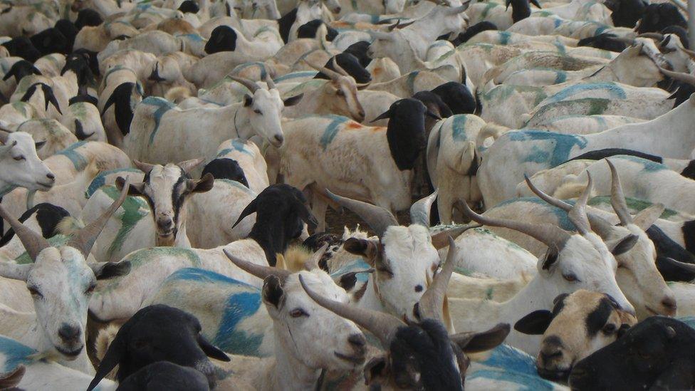 Thousands of sheep and goats being exported to Saudi Arabia from the port of Berbera in the self-declared republic of Somaliland on Monday 29 August