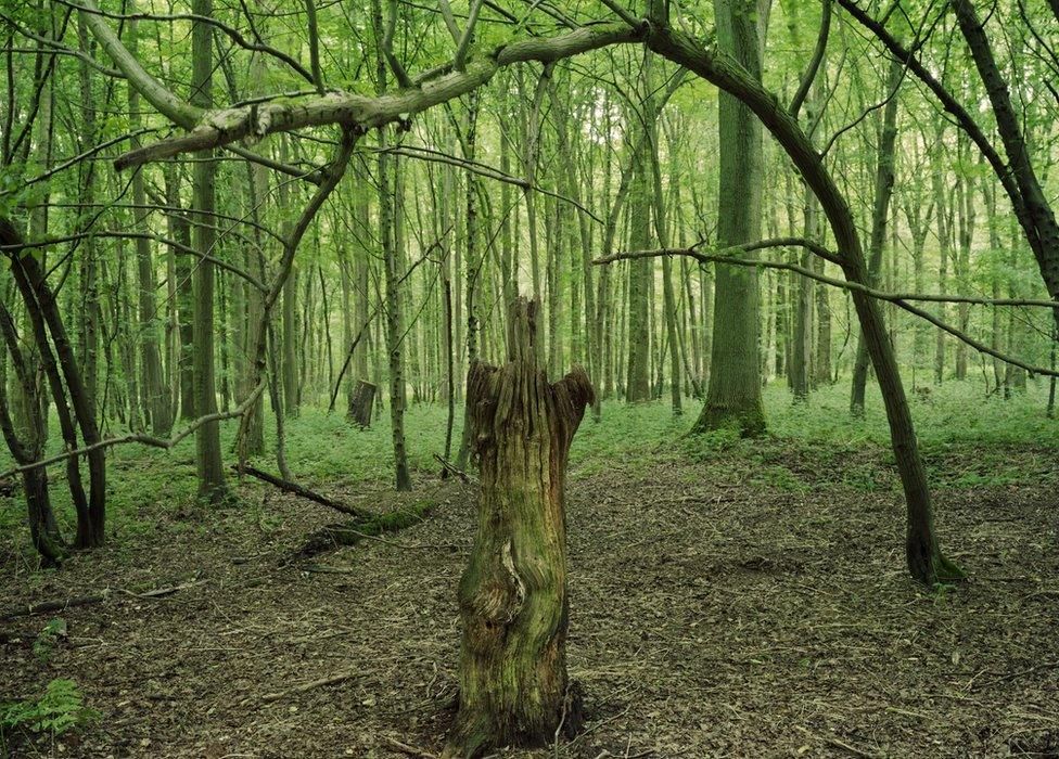 Totem-like tree stump