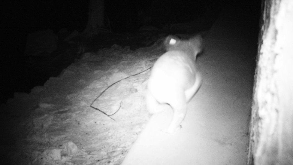 A koala uses a wildlife crossing