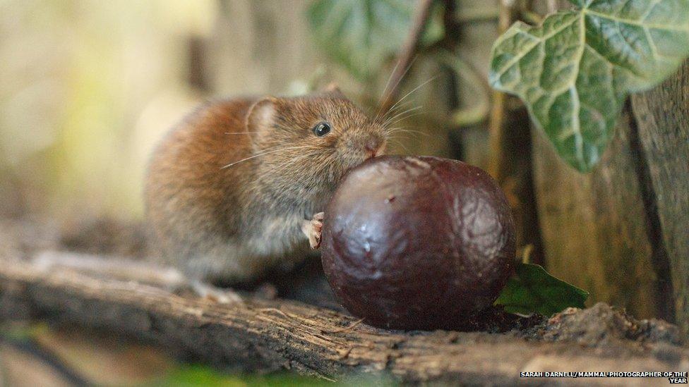 A bank vole eating some fruit