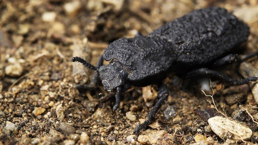 diabolical-ironclad-beetle