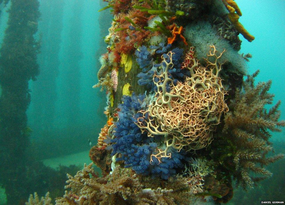 colourful coral and algae on a jetty pillar