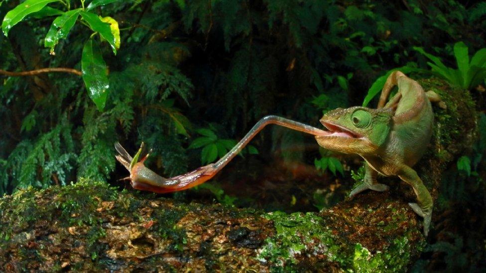 chameleon