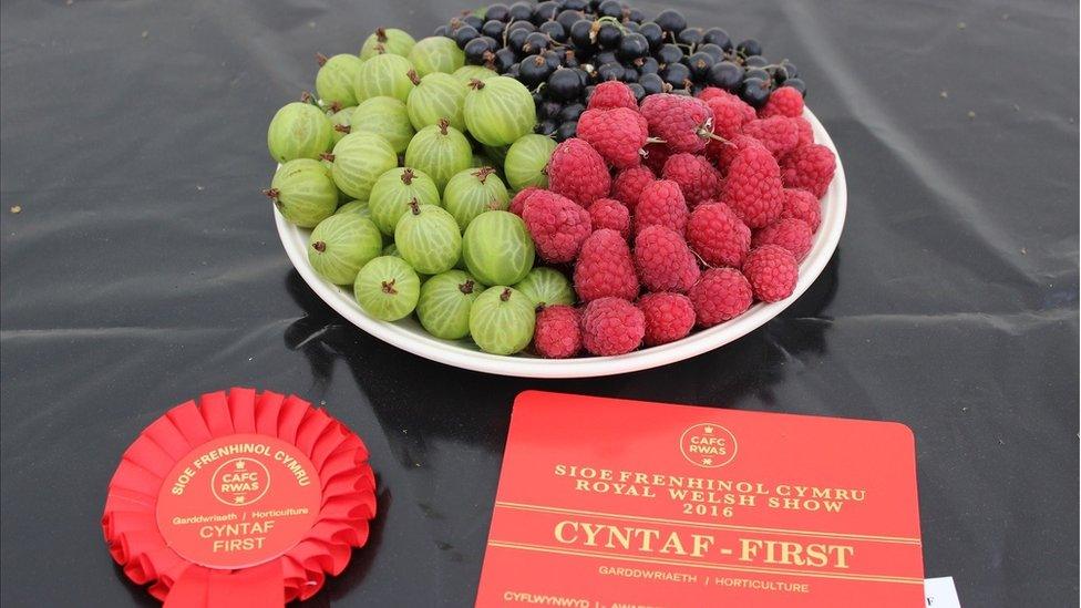 Ffrwythau ar blât