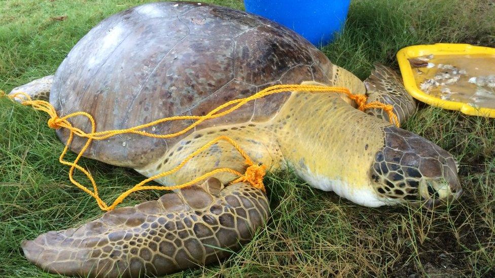 Rescued turtle