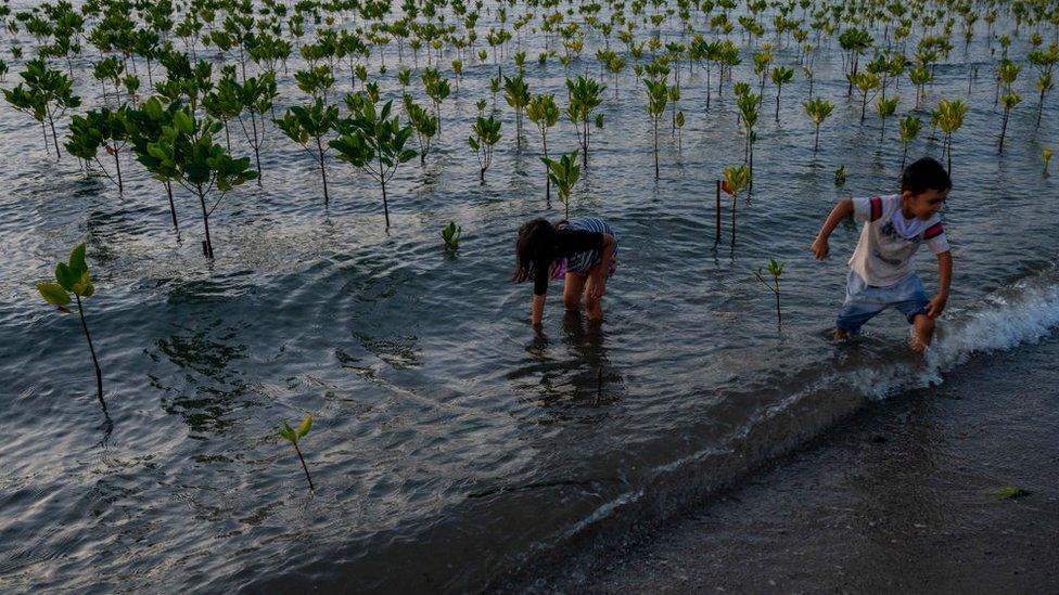 mangroves