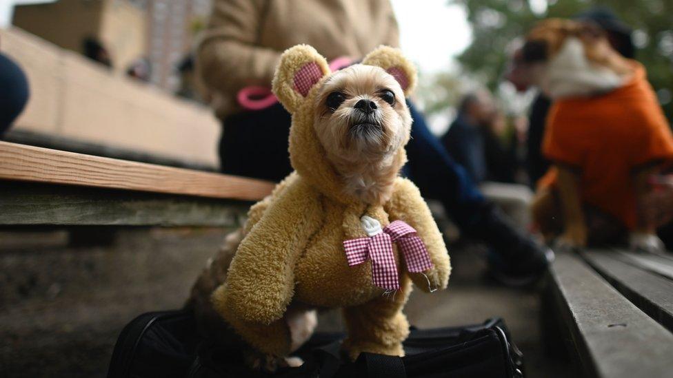 dog dressed up as teddy bear