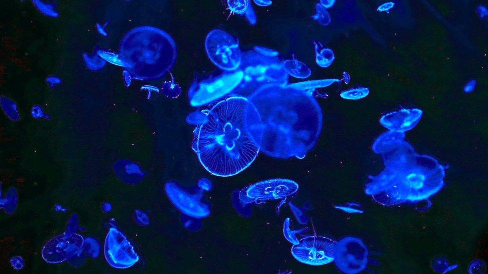 A tank full of Moon jellyfish