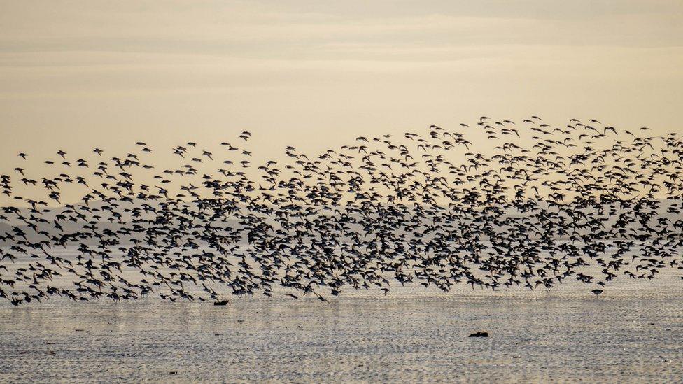 Flock of birds