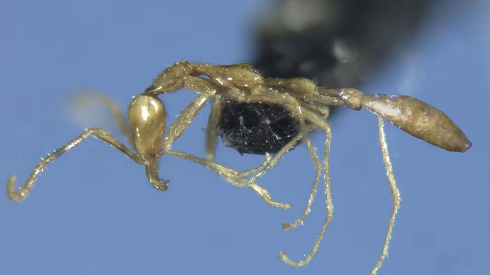 A close up photo of a translucent ant with a yellow/white hue