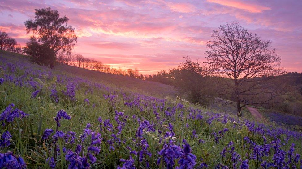 Clent Hills bluebells