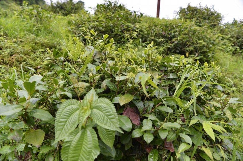 In this picture taken on July 7, 2017 shows weeds growing amongst tea bushes at the high altitude Happy Valley Tea garden during an indefinite strike called by the Gorkha Janmukti Morcha (GJM), in Darjeeling