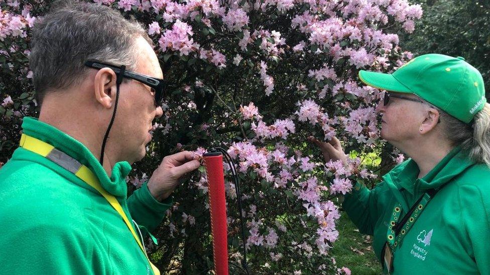 Two people sniff and touch pink tree blossom