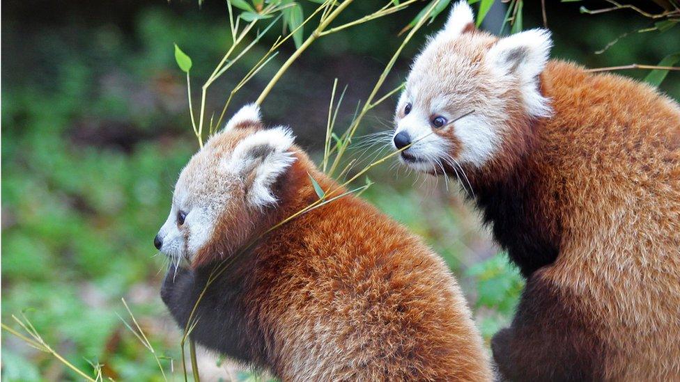 Red pandas are also known as 'lesser' panda or 'firefox'.