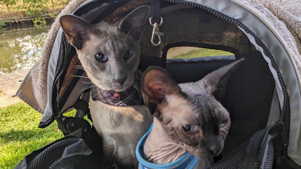 Two cats in a buggy