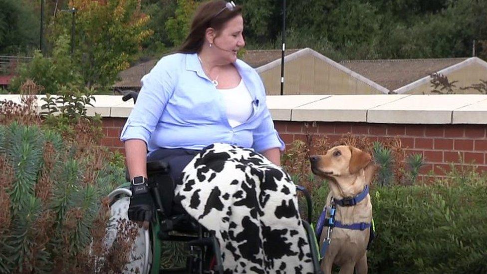 A support dog looks at the woman he's helping