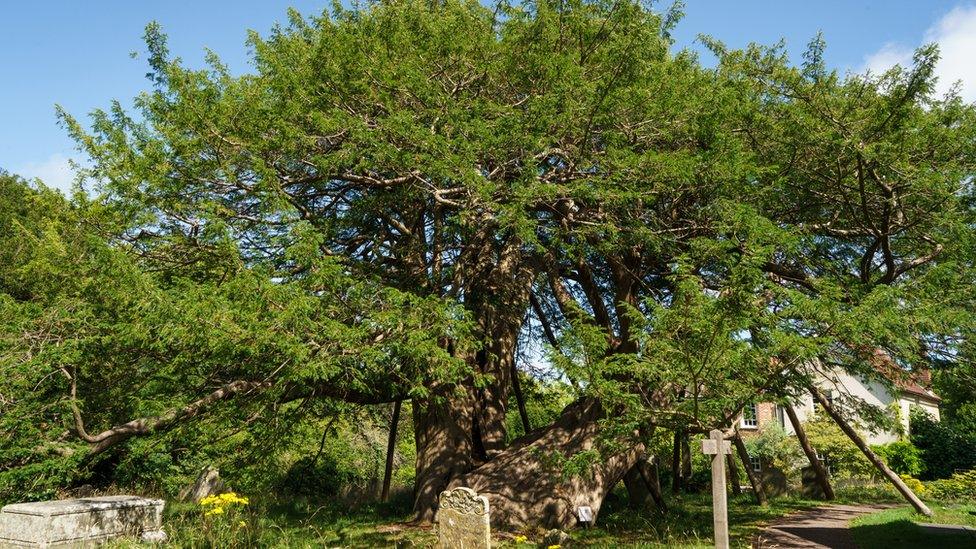 The Wilmington Yew, Wilmington, East Sussex