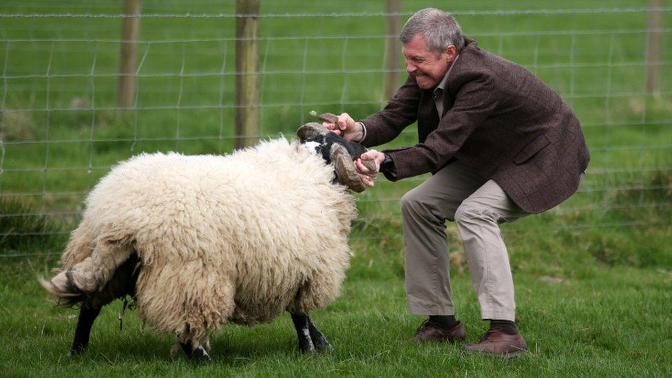 Willie Rennie wrestling a sheep