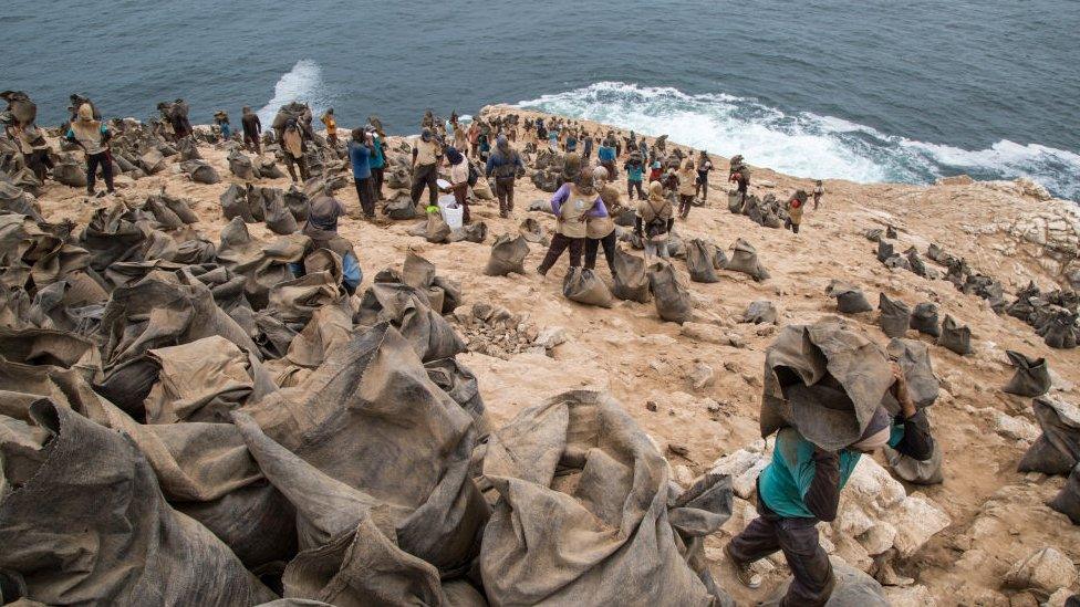 Harvesting guano in Peru