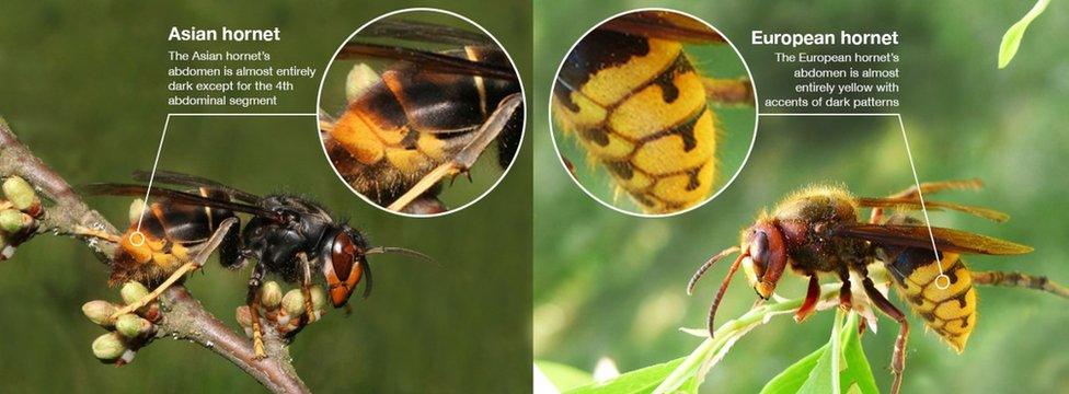 Pictures noting the difference between an Asian hornet and a European hornet