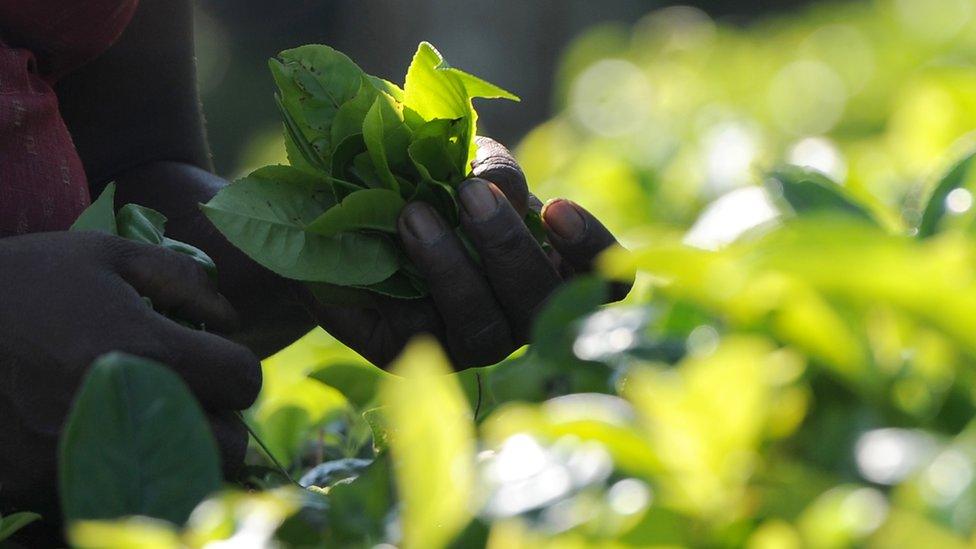 Sri Lankan tea farm