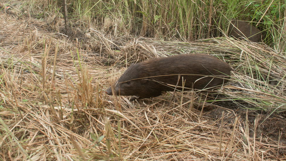 Pygmy hog