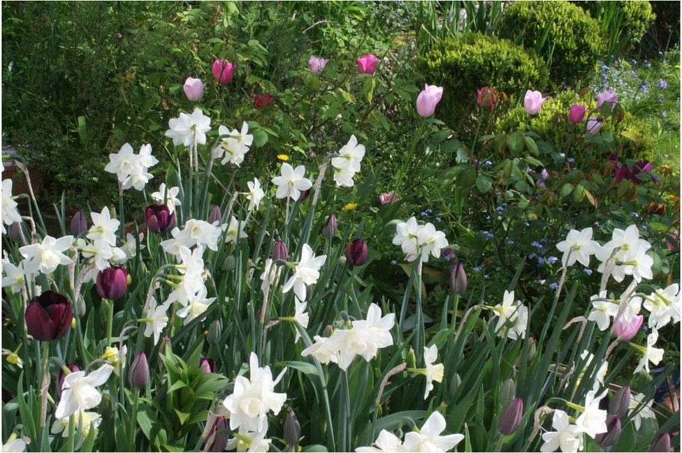 FLowers in a shady spot