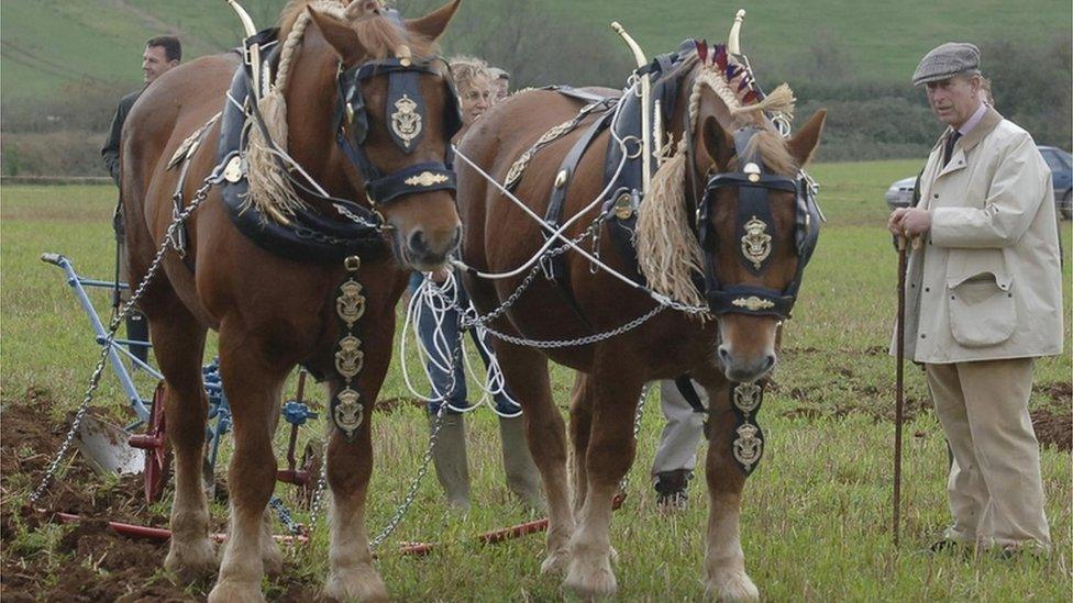 Suffolk Punches