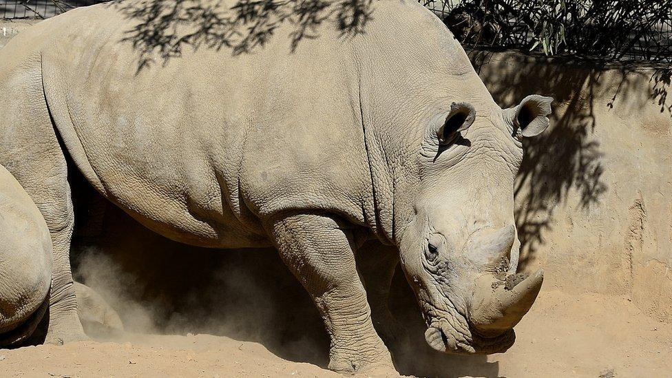 White rhino