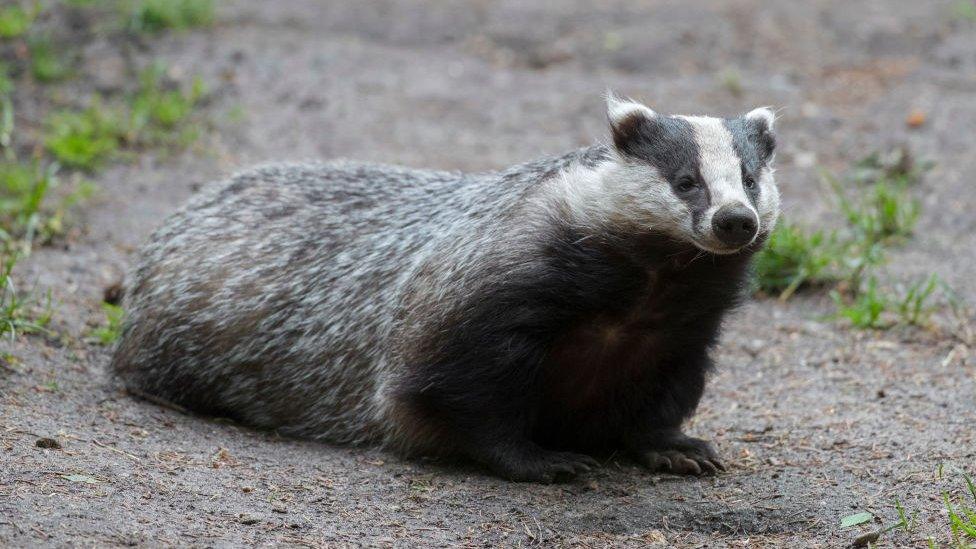 European badger