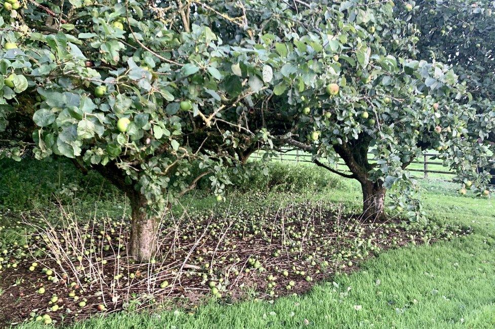 Storm Ellen left a carpet of apples at this orchard in Tullysaran, Armagh