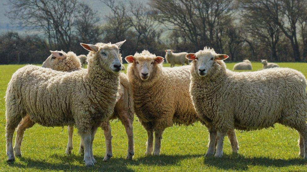 Sheep in a field