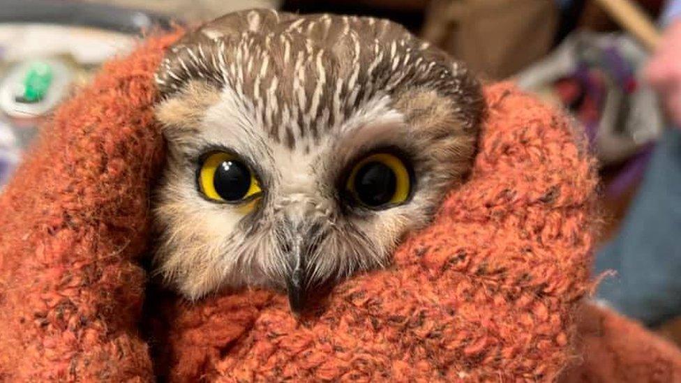 Saw-whet owl