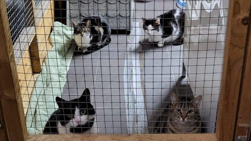 Cats in a pen at the rescue