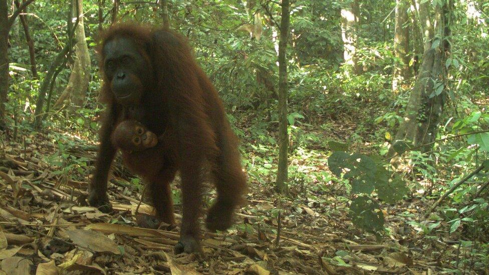 orangutan-borneo.