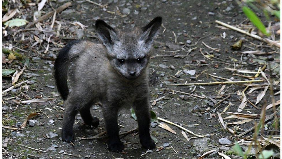 Bat-eared fox cub