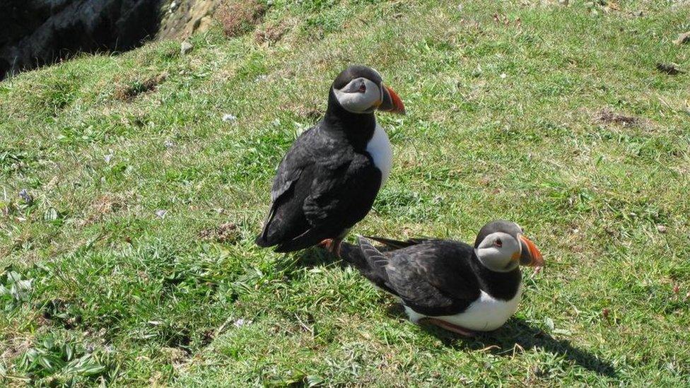 Two puffins on the grass