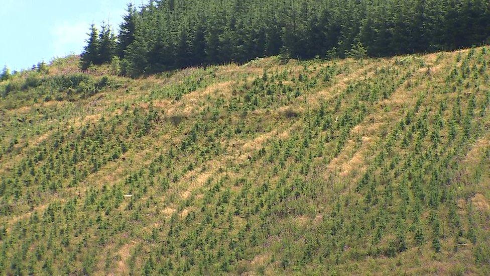 trees planted on hillsides in mid Wales