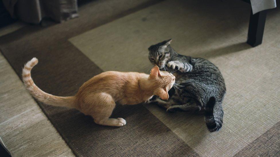 cats-play-fighting.