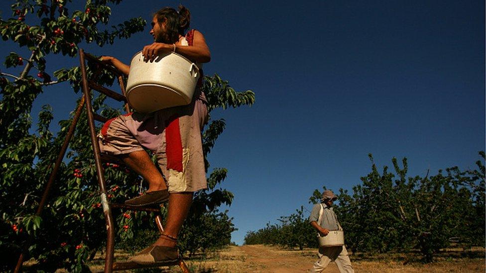 Cherry picking season begins on the Yarrawa cherry farm in Australia