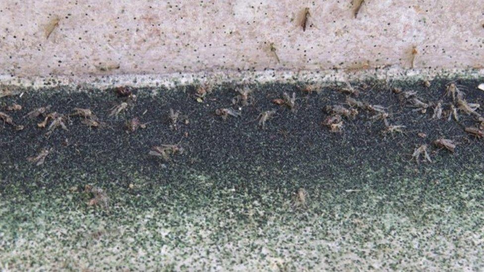 Bugs invading the Taj Mahal