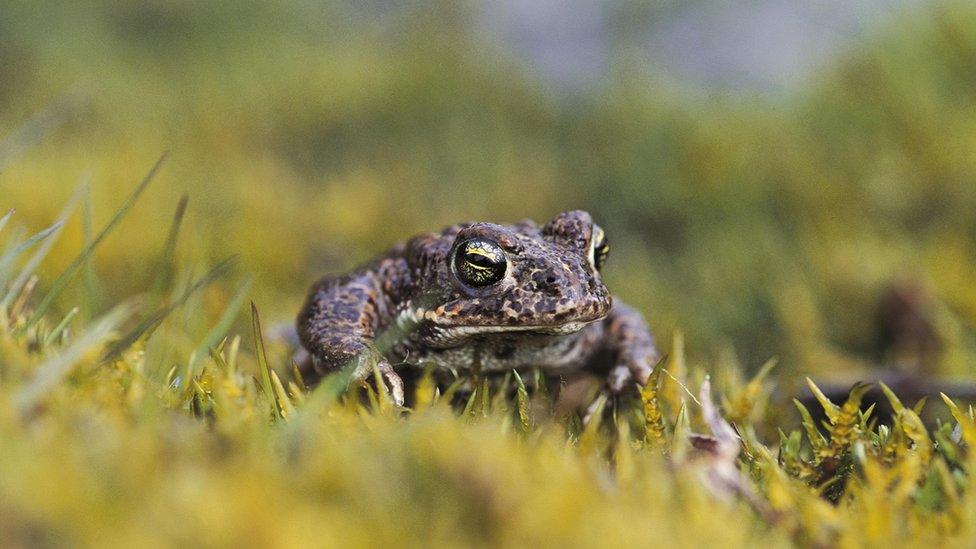 Natterjack toad