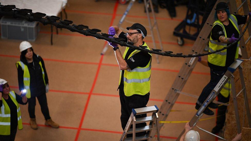 A worker adjusts Dippy's tail