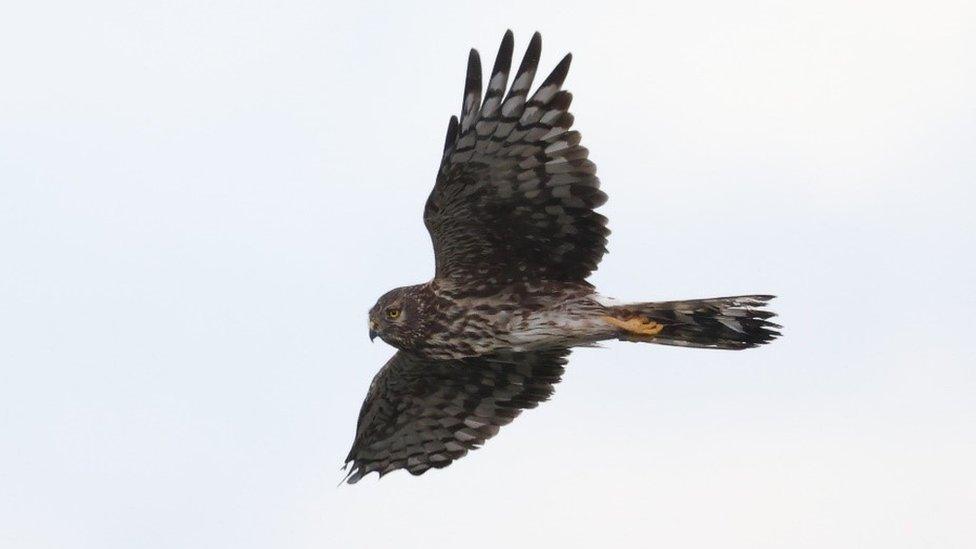 Hen harrier