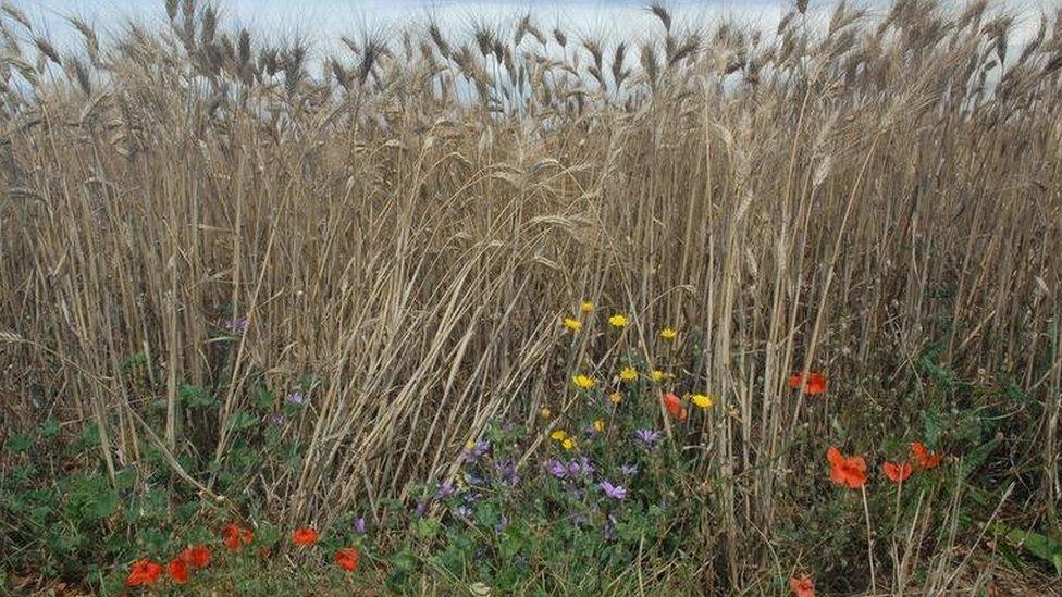 Wild flowers