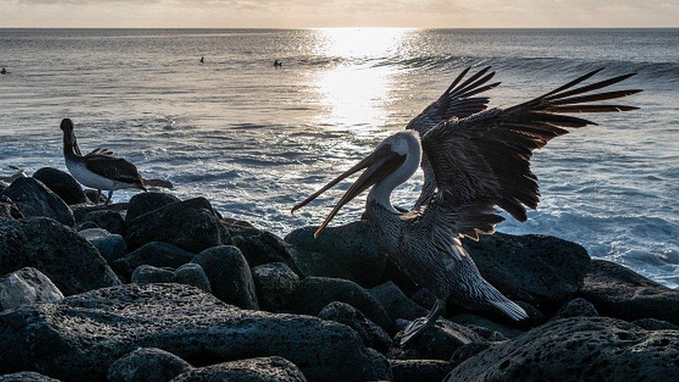 San Cristobal island, Galapagos Islands, Ecuador