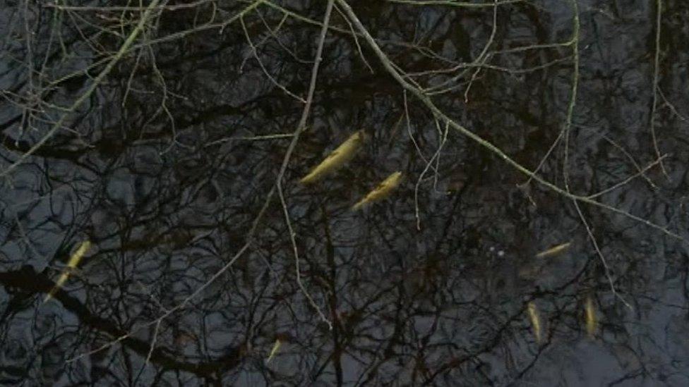 Dead fish can be seen in the river