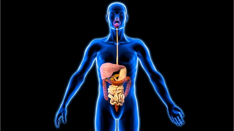 human digestive system