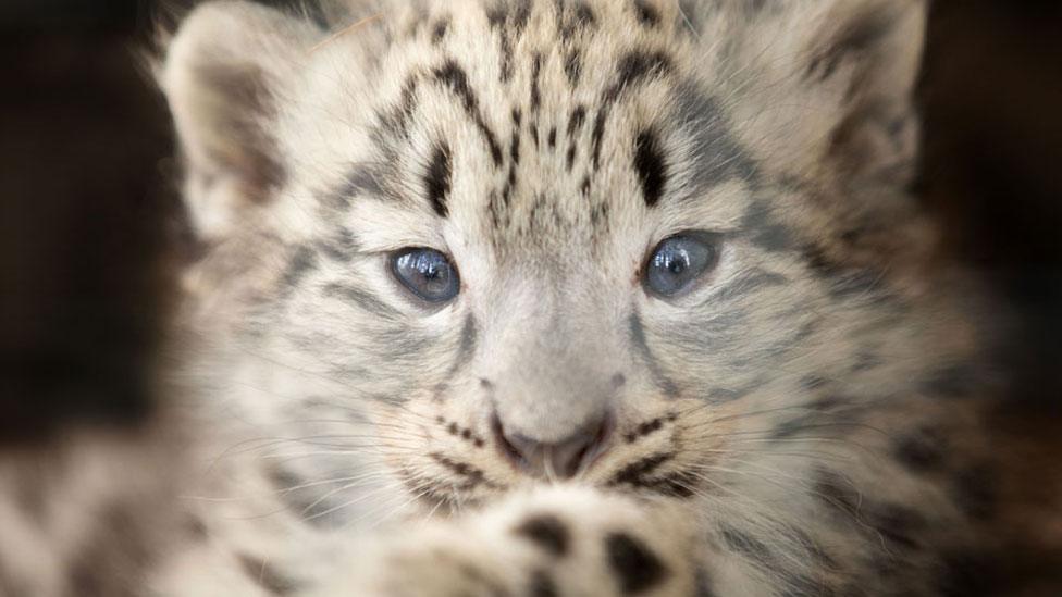 Snow leopard cub