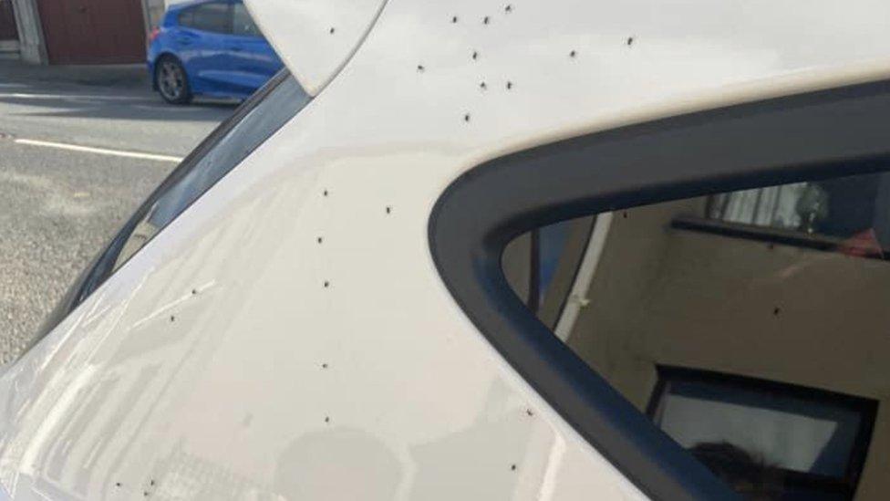 Spiders on car